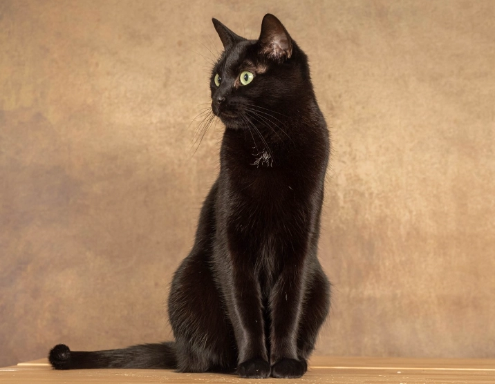 black cat breeds black cat breeds