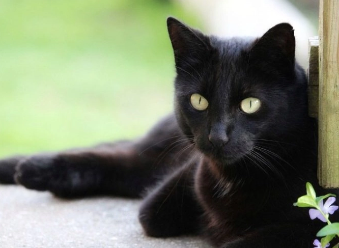 Bombay cat price
