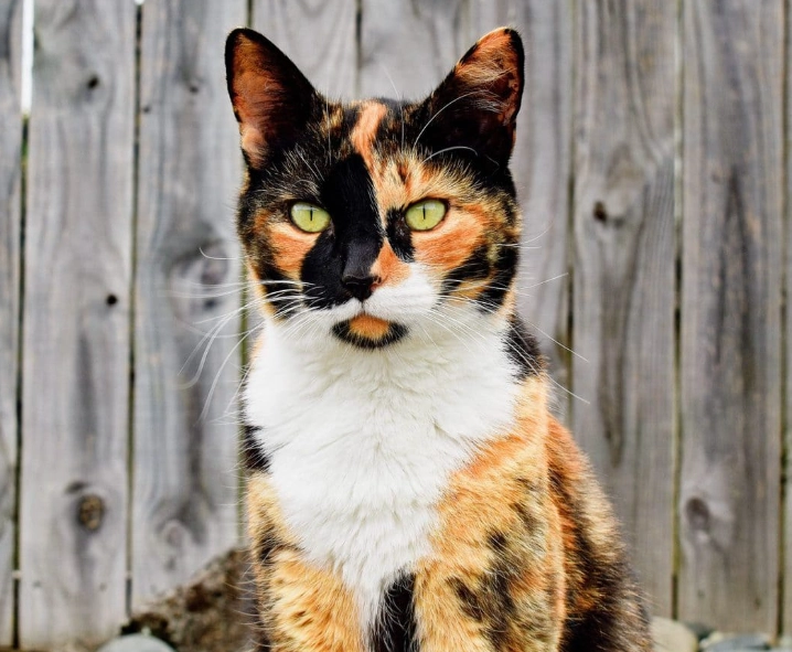 tortoiseshell cat