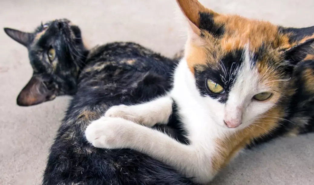 calico cat