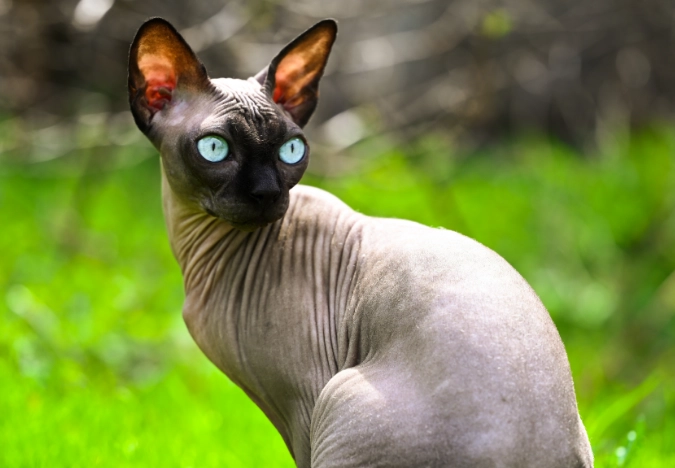 furry sphynx cat furry sphynx cat