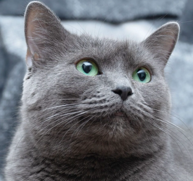 Russian Blue cat personality Russian Blue cat personality