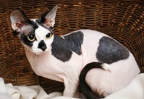 sphynx cat hair growth sphynx cat hair growth