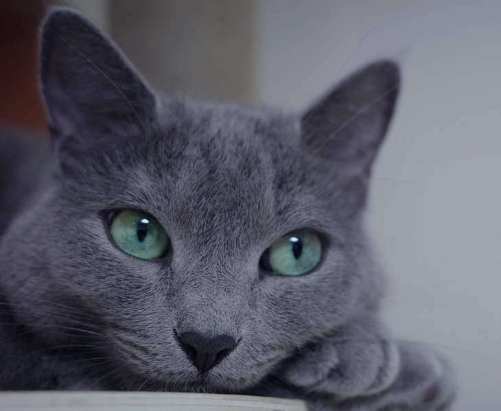 Russian Blue care tips Russian Blue care tips