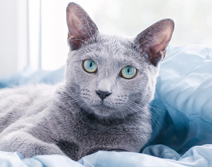 Russian Blue cat personality Russian Blue cat personality