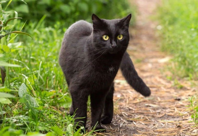 Bombay cat price