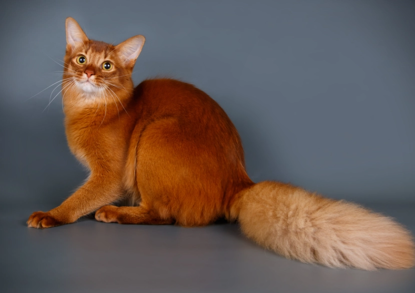 Are Somali cats aggressive?