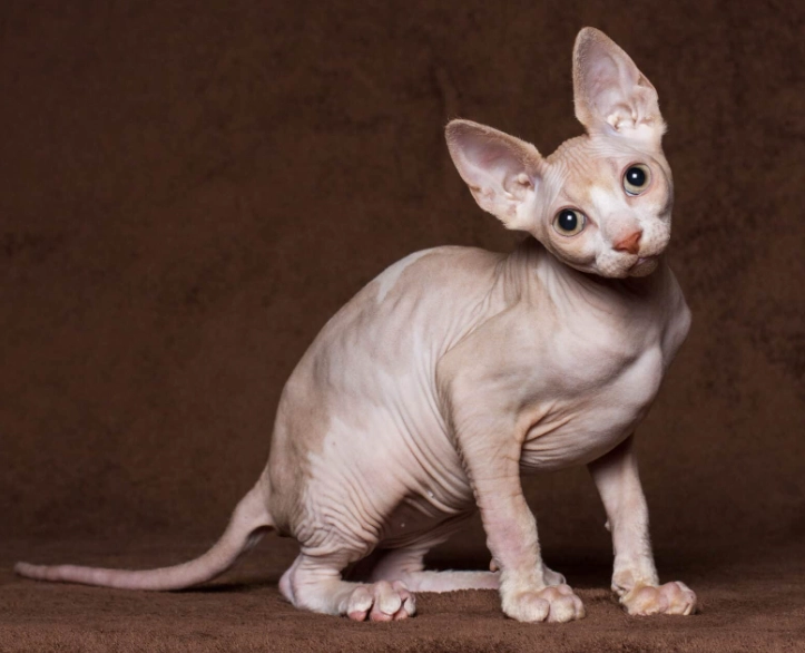 sphynx cat hair growth sphynx cat hair growth
