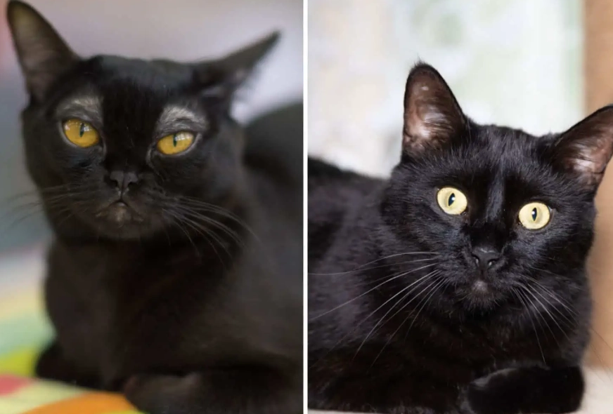 black cat breeds black cat breeds