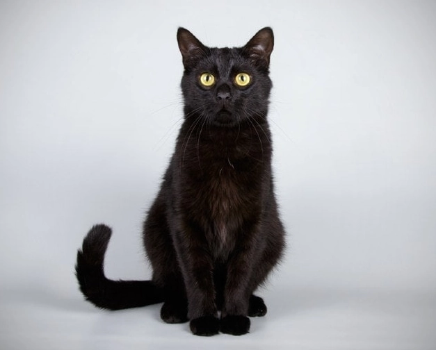 black cat breed