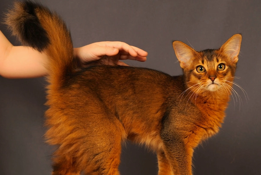 aggressive Somali cat