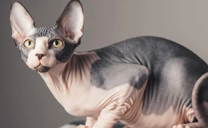 Sphynx cat price