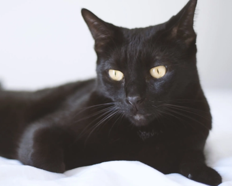 Bombay cat identification