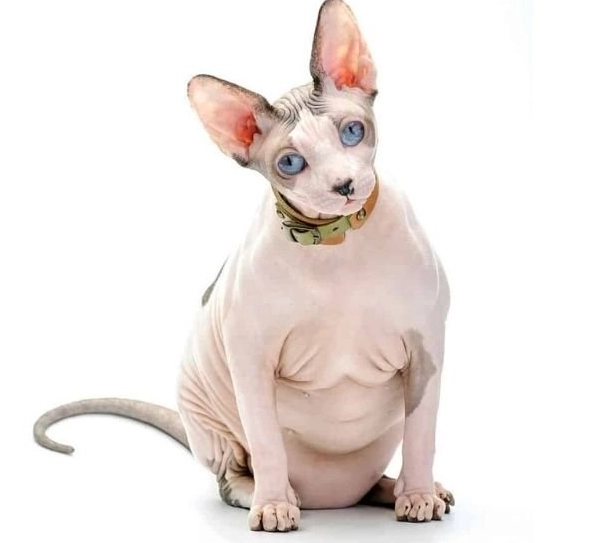 hairless cat care hairless cat care