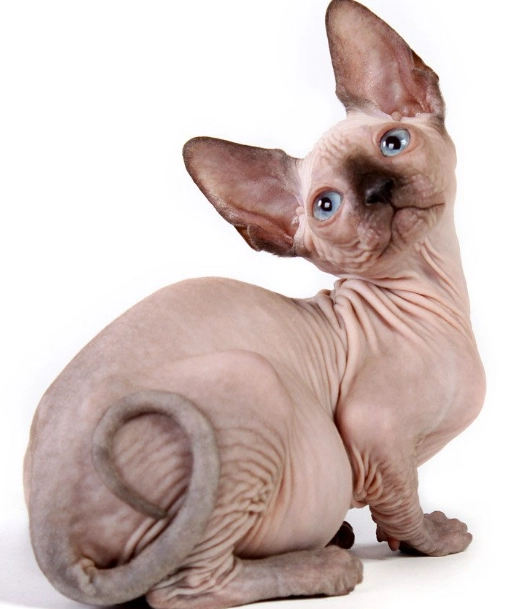 sphynx cat weight sphynx cat weight