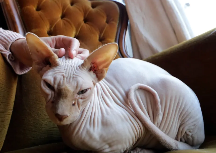hairless cat cost