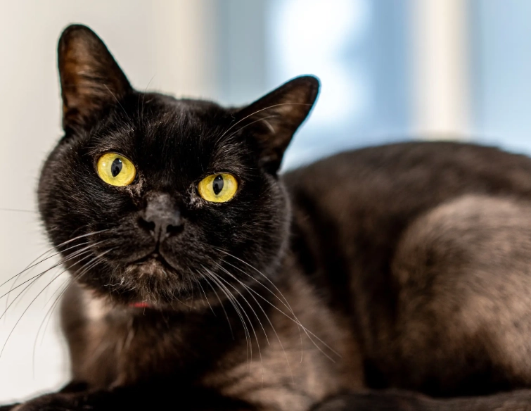 are Bombay cats friendly