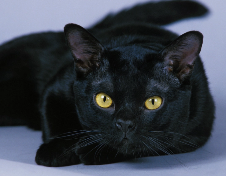 Bombay cat behavior