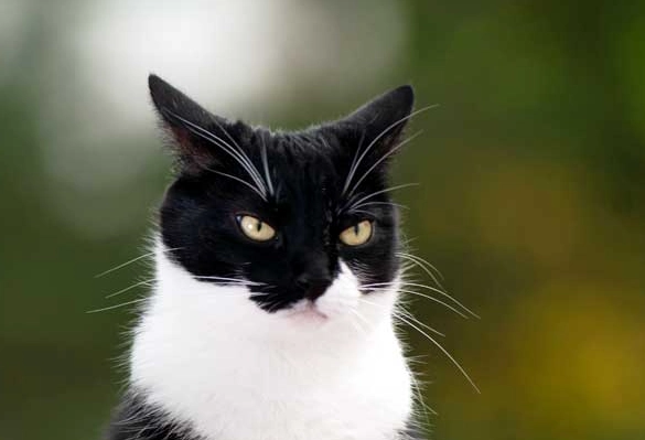 black and white cat