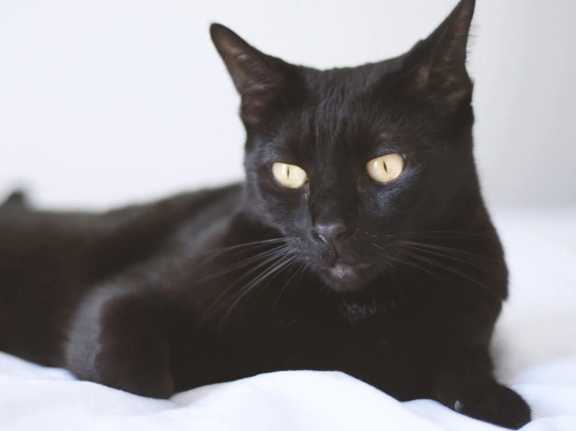 Bombay cat characteristics