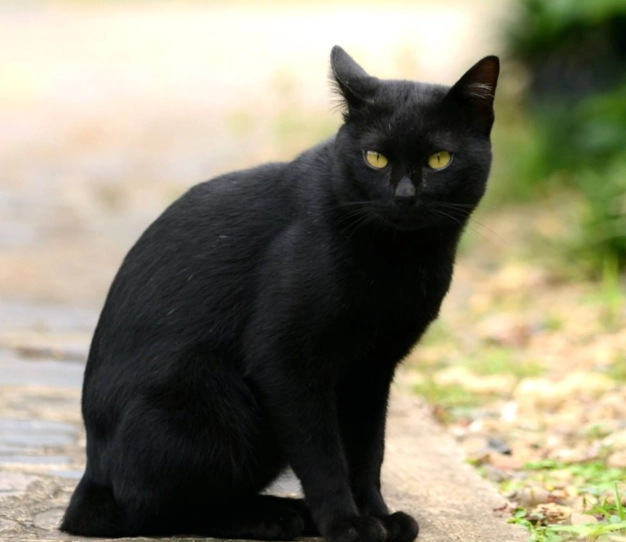 Bombay cat identification