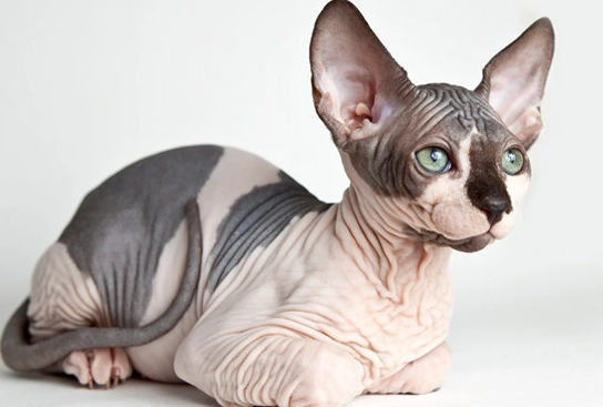 hairy Sphynx breed
