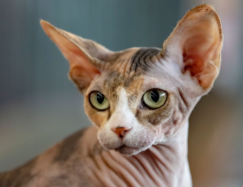 Don Sphynx cat