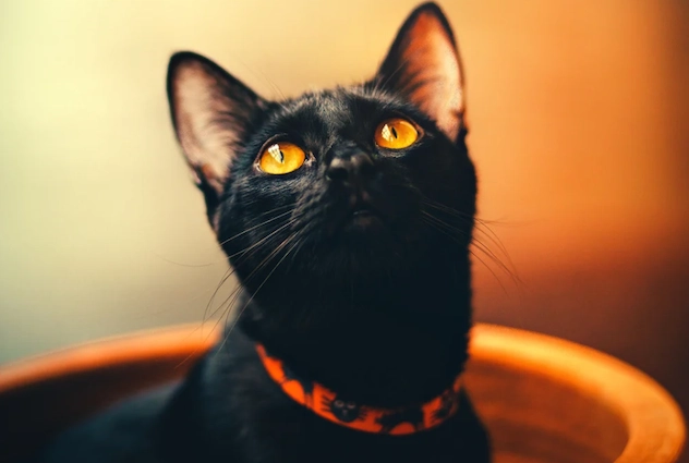 Bombay cat behavior