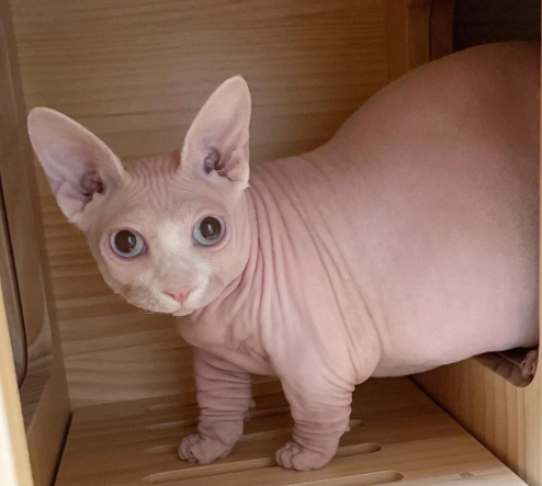 hairless cat care hairless cat care