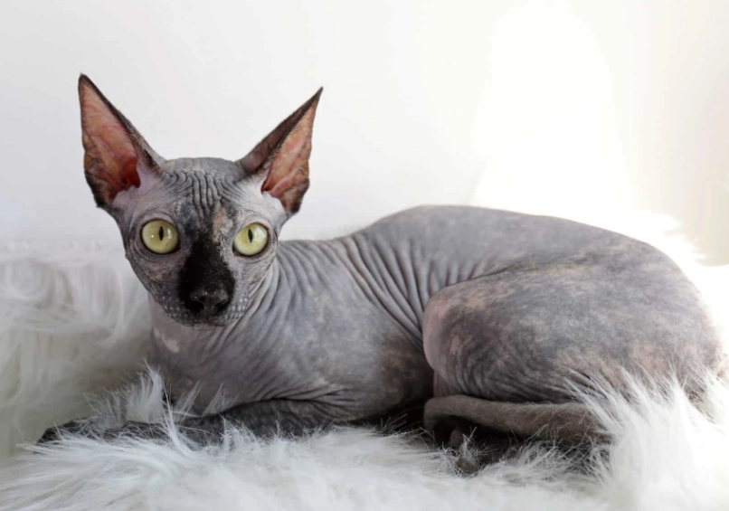 hairy Sphynx breed