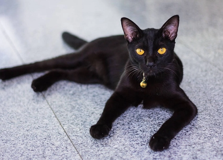 are Bombay cats friendly