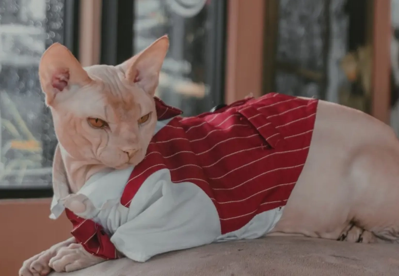 Sphynx cat with hair