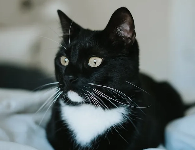 caring for bicolor cats caring for bicolor cats