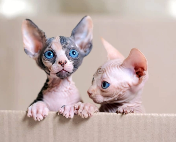 Sphynx cat price