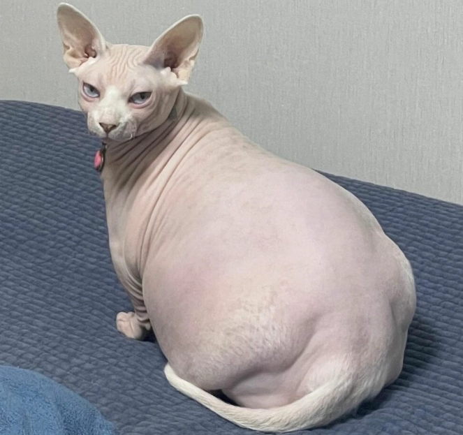 fat sphynx cat fat sphynx cat