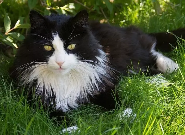 tuxedo cat breeds tuxedo cat breeds