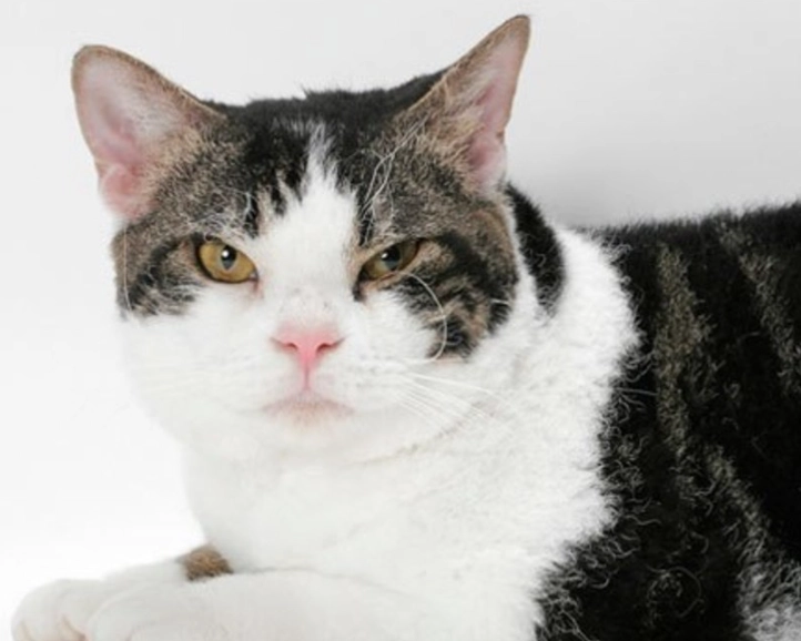 black and white cat personality black and white cat personality