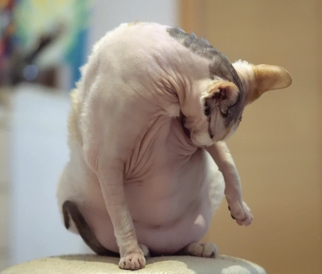 sphynx cat weight sphynx cat weight