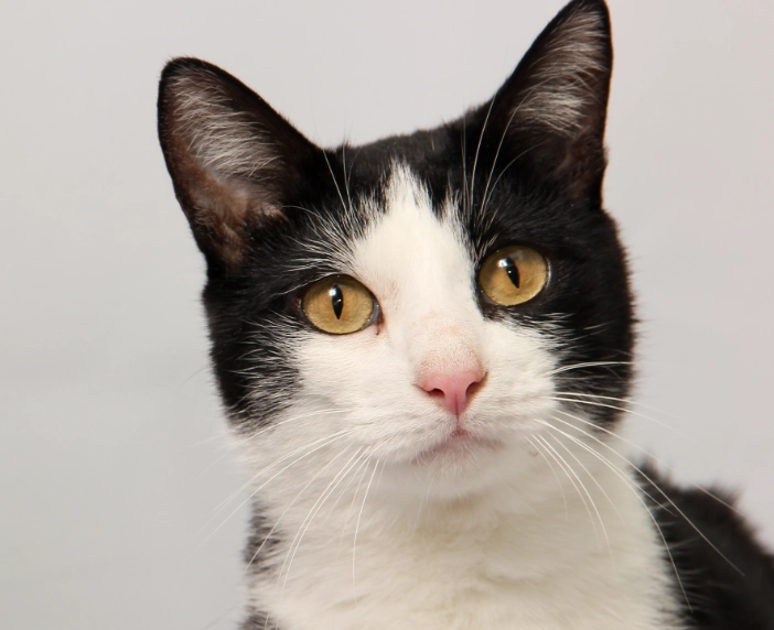 caring for bicolor cats caring for bicolor cats