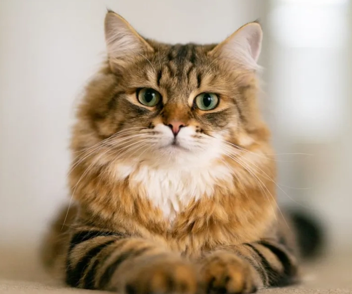 hypoallergenic cat temperament