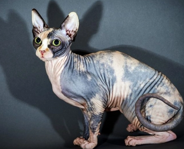 fat sphynx cat fat sphynx cat