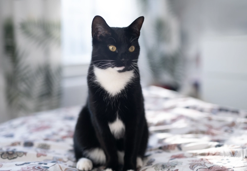 tuxedo cat