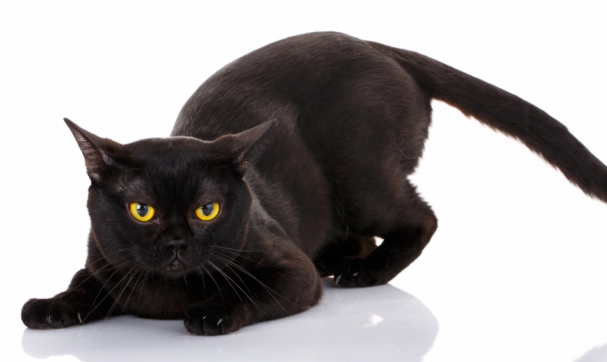 are Bombay cats friendly