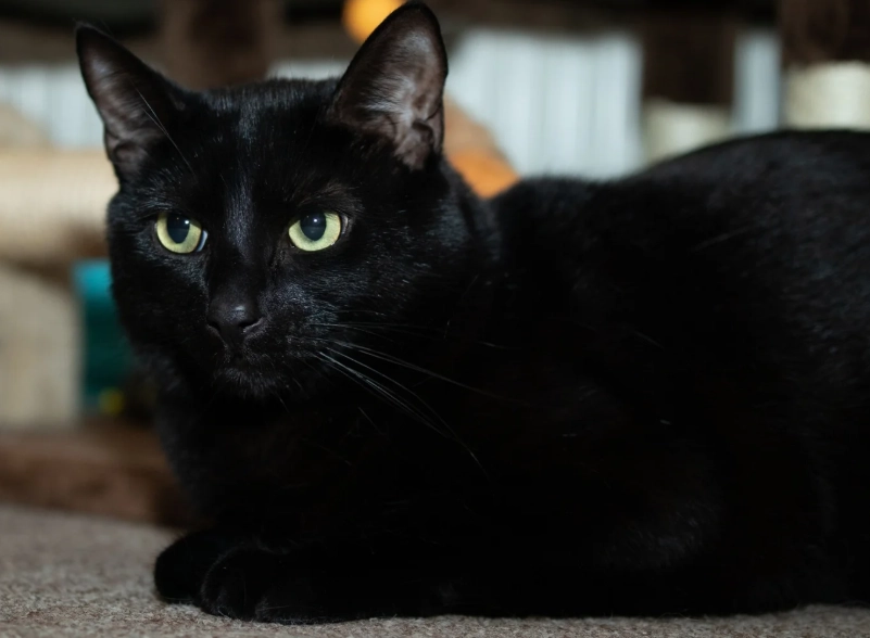 are Bombay cats friendly