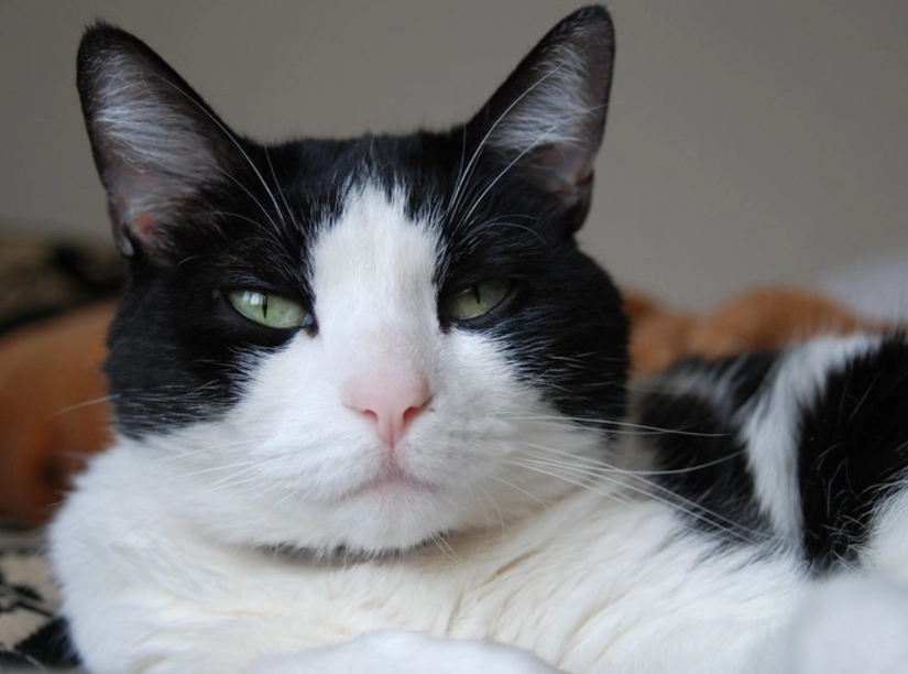 tuxedo cat personality