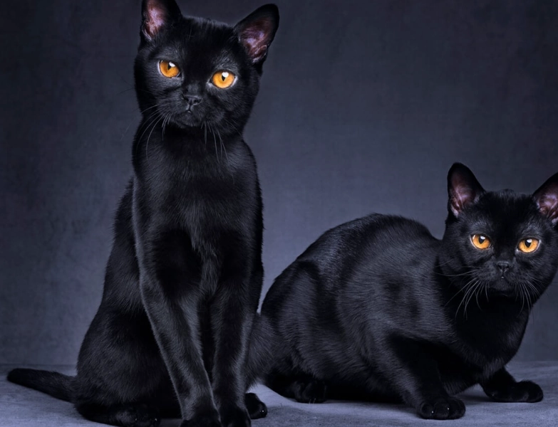 black short-haired cat care