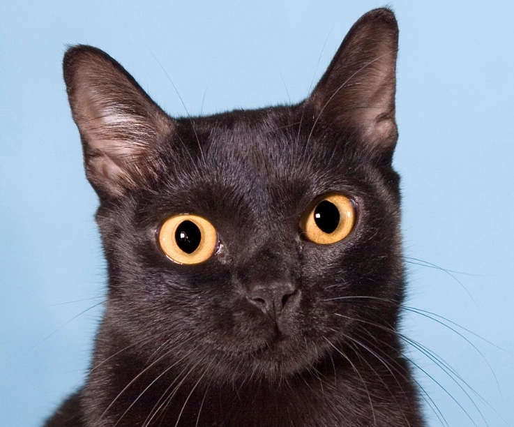 Bombay cat personality