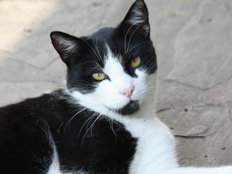 black and white cat personality