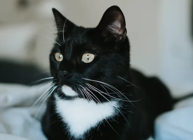tuxedo cat