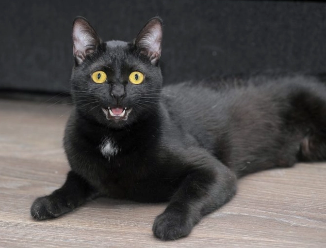 Why are Bombay cats so special?